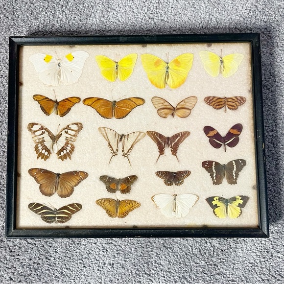 Vintage Framed Collection 20 Exotic Butterfly Species RealAssorted